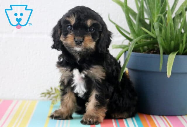 Ash Cavapoo2 image
