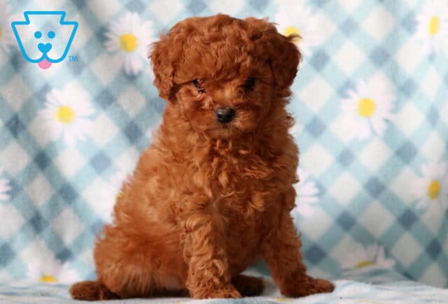 Baby Cavapoo image