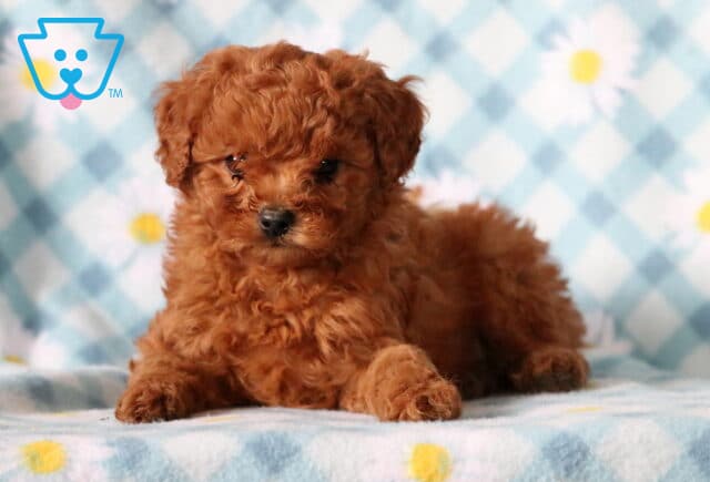 Baby Cavapoo2 image