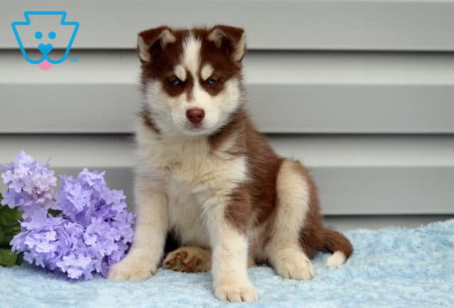 Bandit Husky image