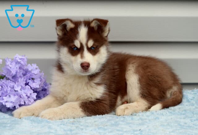 Bandit Husky2 image