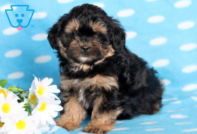 Barkley Shihpoo image