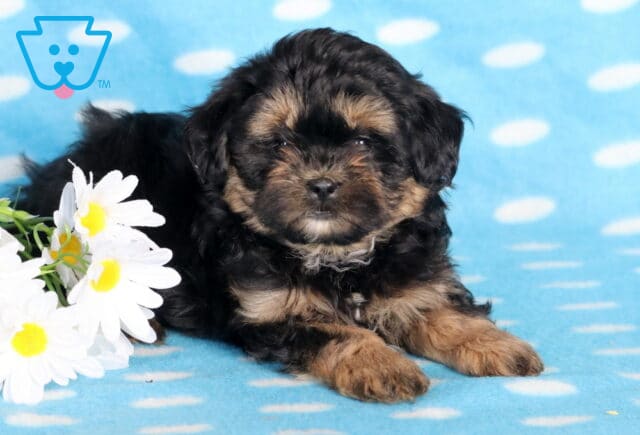 Barkley Shihpoo2 image