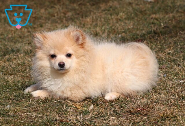 Bean Pom retake image