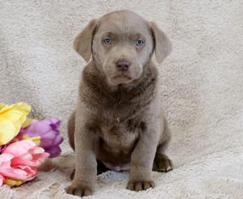 Bean Silver Lab