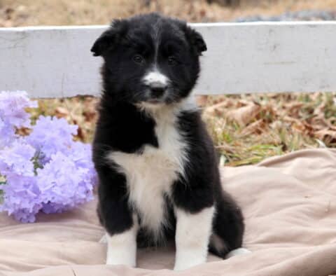 Bee Border Collie Mix