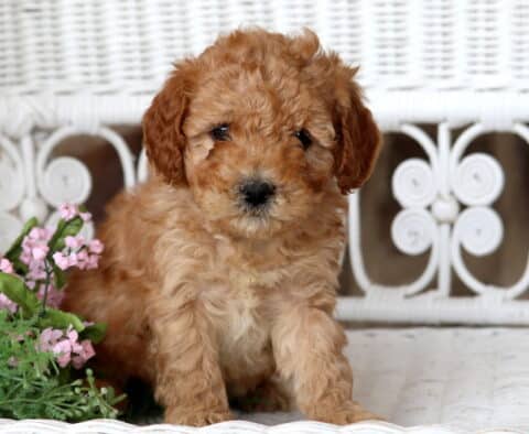 Benny Cavapoo