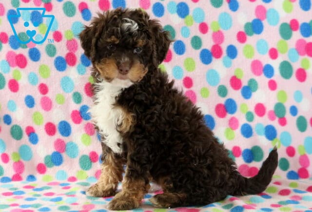 Bethany Mini Bernedoodle image