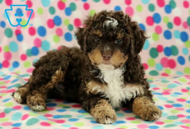 Bethany Mini Bernedoodle2 image