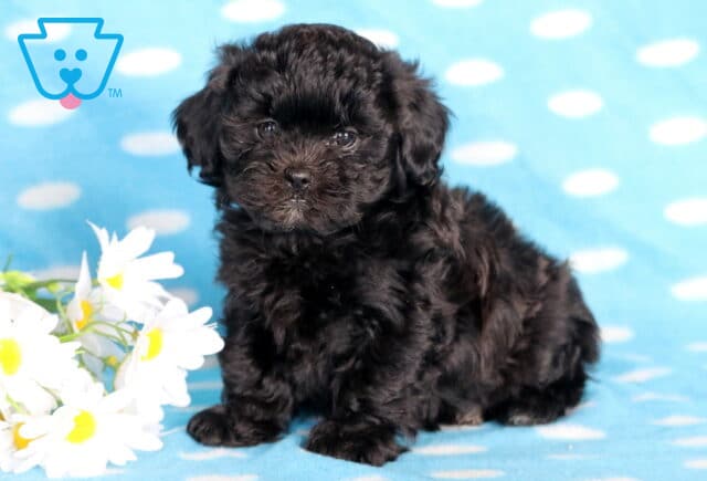 Billy Shihpoo image