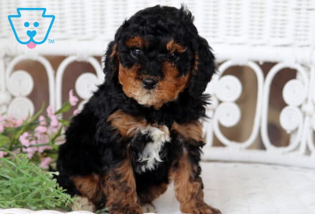 Biscuit Cavapoo2 image