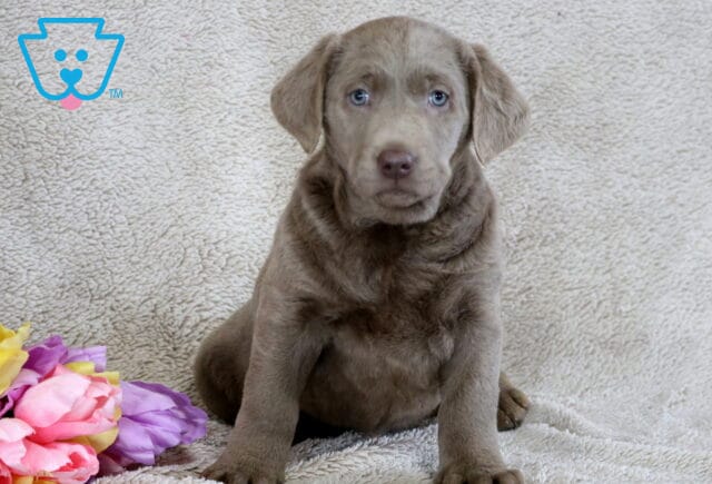 Bliss Silver Lab image