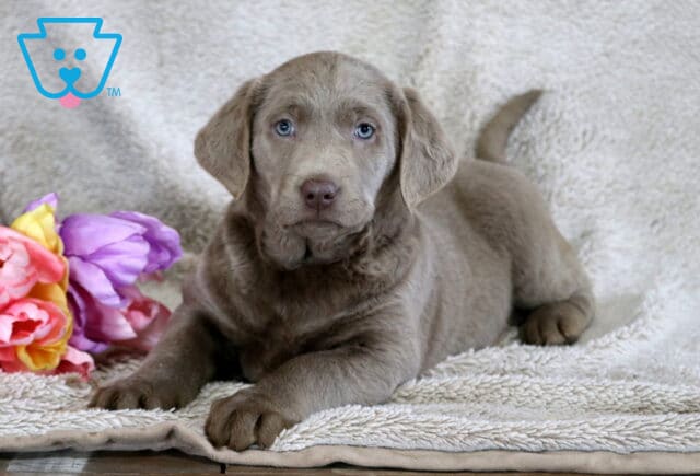 Bliss Silver Lab2 image