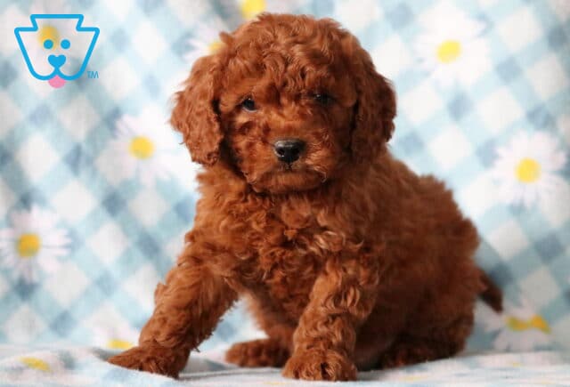 Boris Cavapoo image