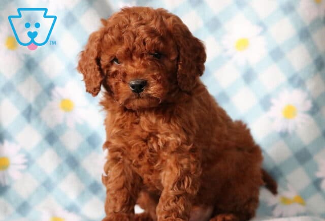 Boris Cavapoo2 image