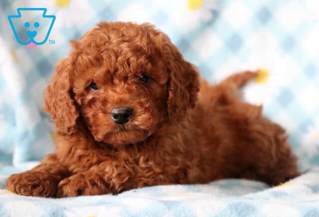 Boris Cavapoo3 image