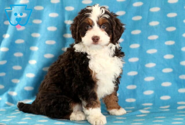 Boss Mini Bernedoodle image