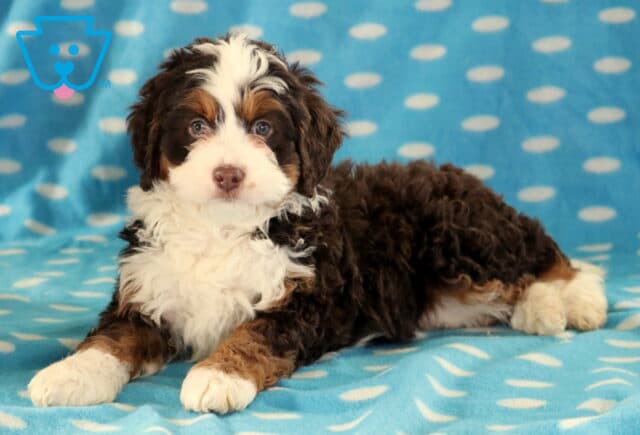 Boss Mini Bernedoodle2 image