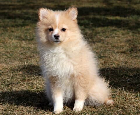 Brandy Pom Retake