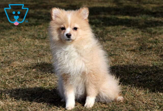 Brandy Pom Retake image