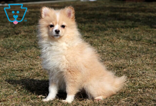 Brandy Pom Retake2 image