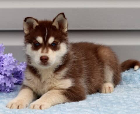 Bronx Husky