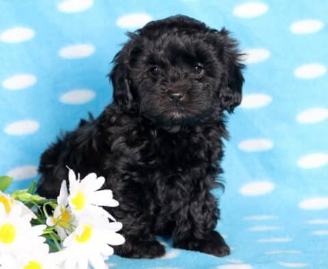 Bubba Shihpoo