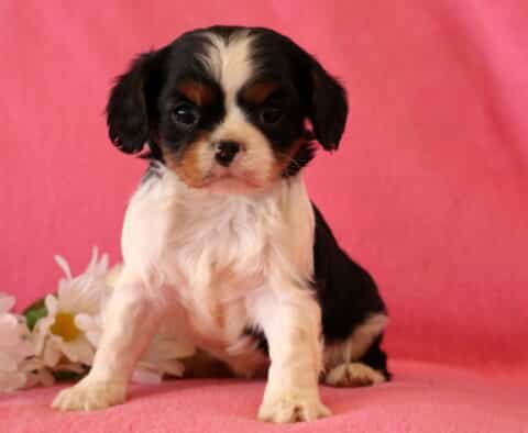 Buttercup Cavalier