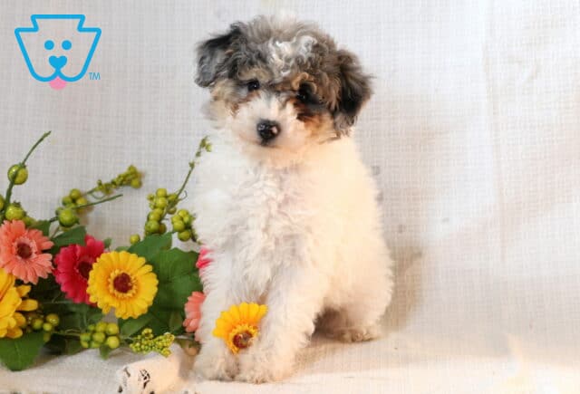 Calvin Toy Poodle image