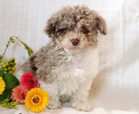 Colby Toy Poodle