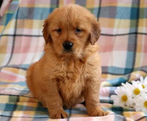 Cookie Golden
