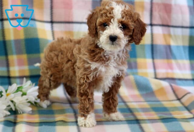 Cupcake Mini Poodle2 image
