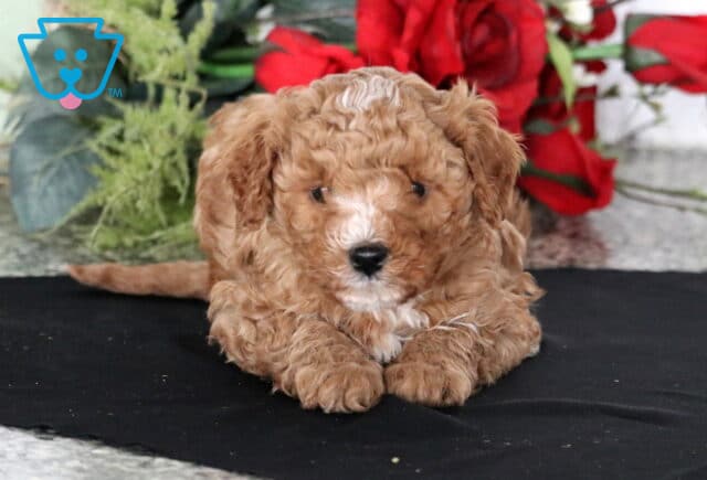 Cupid Cavapoo image