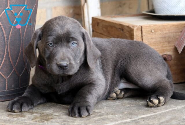 Dallas Charcoal Lab image