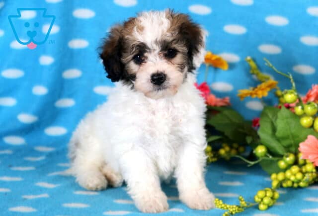 Darla Bichpoo image