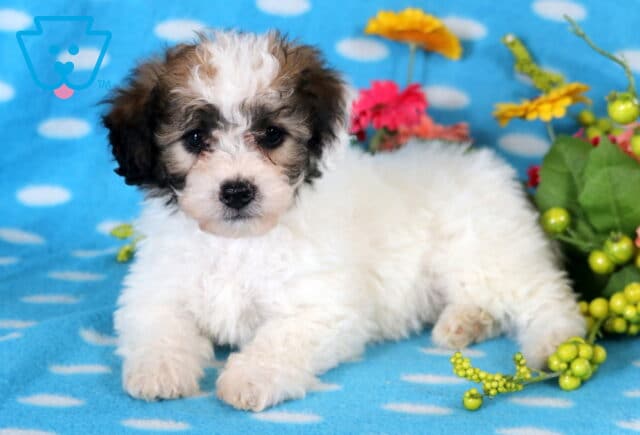 Darla Bichpoo2 image