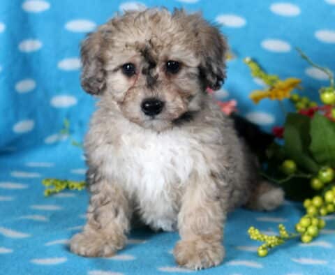 Desi Bichpoo