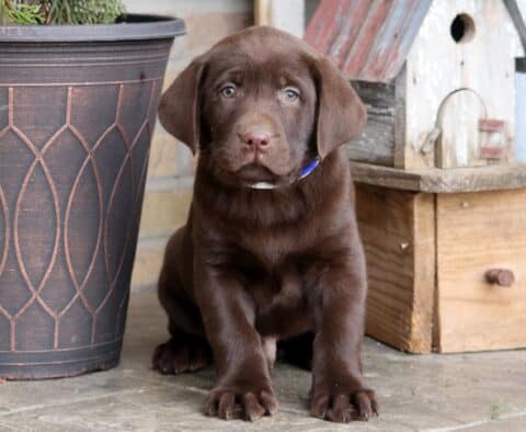 Devon Chocolate Lab