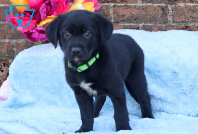 Echo Border Collie Mix2 image