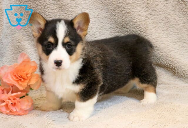 Emma Corgi2 image
