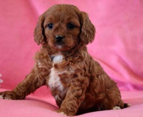 Foxy Cavapoo2