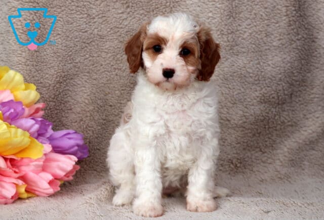Gabby Cavapoo image
