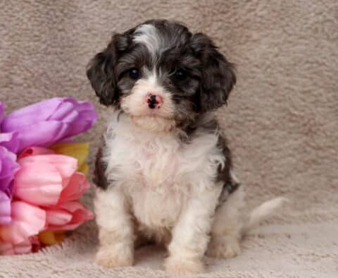 George Cavapoo