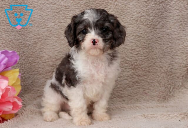 George Cavapoo2 image