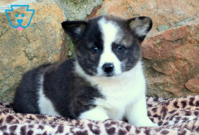 Jake Corgi image
