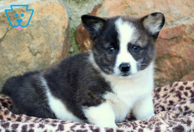 Jake Corgi2 image