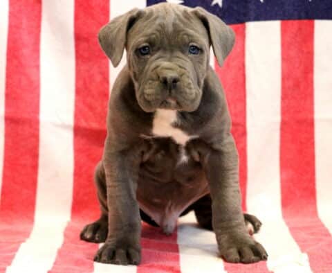 Jasmine Cane Corso