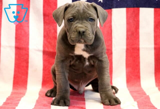 Jasmine Cane Corso image