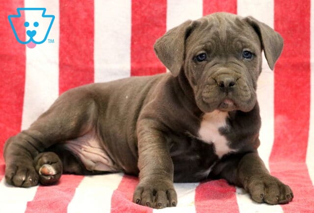 Jasmine Cane Corso2 image