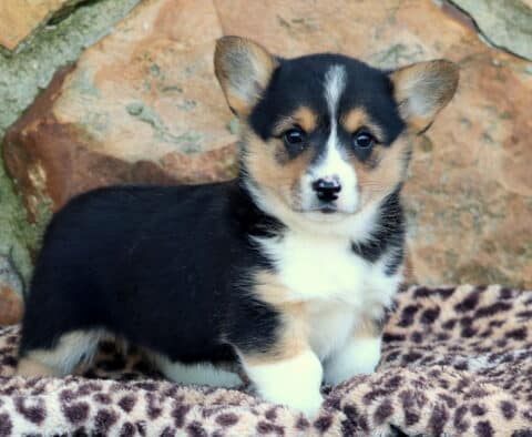 Jessie Corgi2